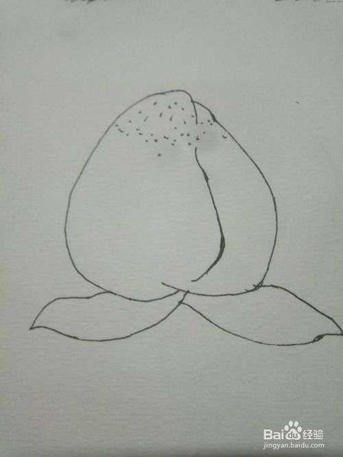 桃子素描