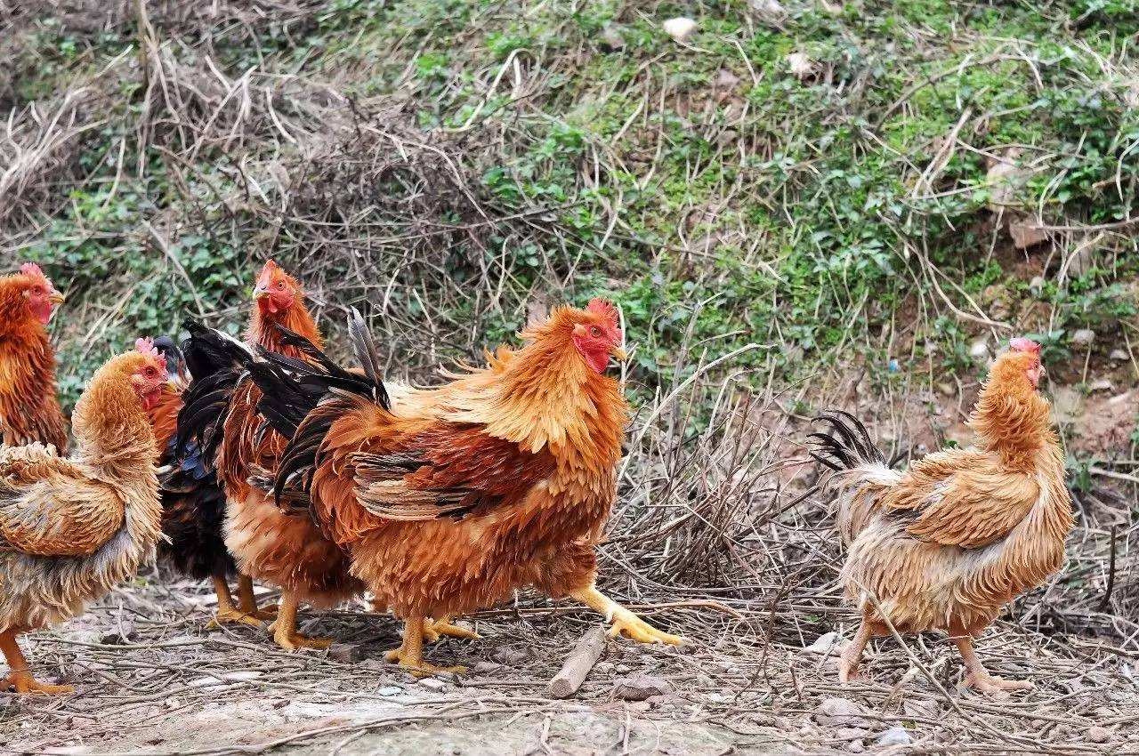 包邮宰杀活两年老母鸡农家散养草鸡三黄鸡月子鸡柴鸡土鸡母鸡-阿里巴巴