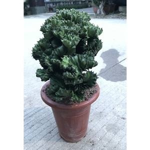 玉麒麟图片