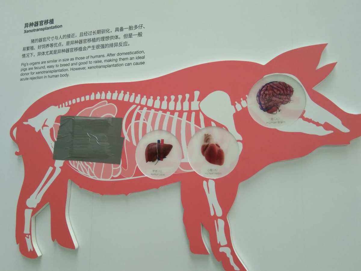 母猪生殖器官构成-养猪百科-百科知识