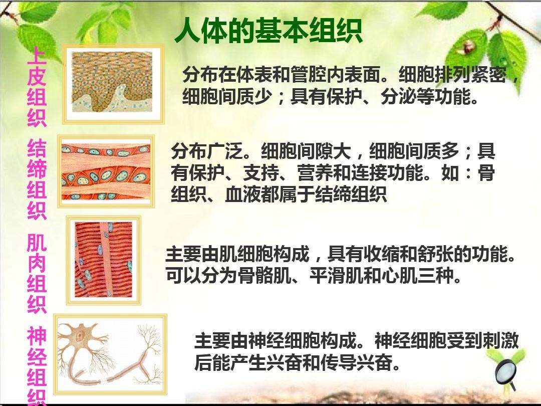 人体细胞分类表