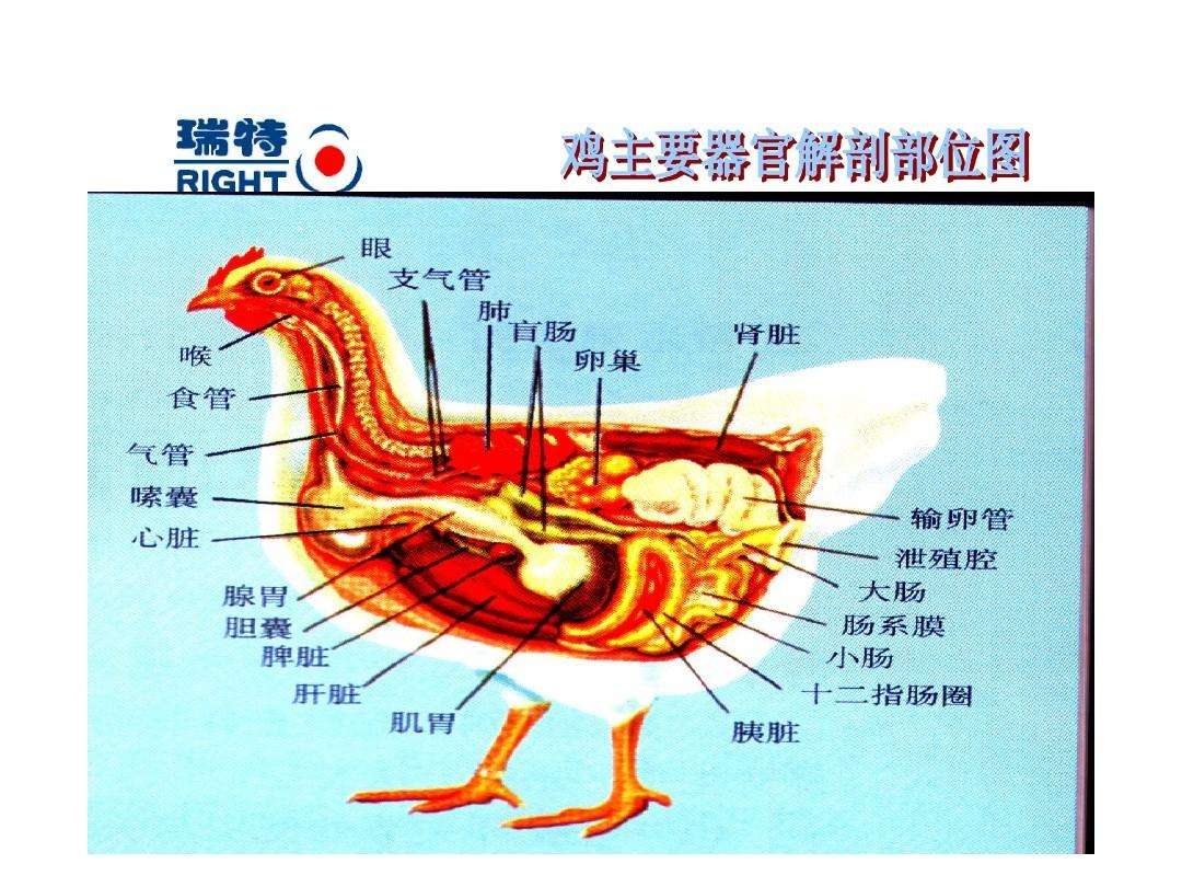 老师们快来看看小鸡是不是有寄生虫了 - 蔺祥清(禽传染病学) 鸡病专业网论坛