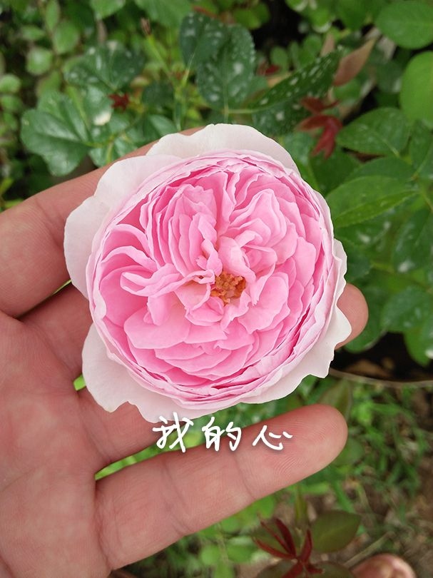 天心月季园欧月日本灌木月季粉红色 我的心(mon coeur) 我的心月季优缺点
