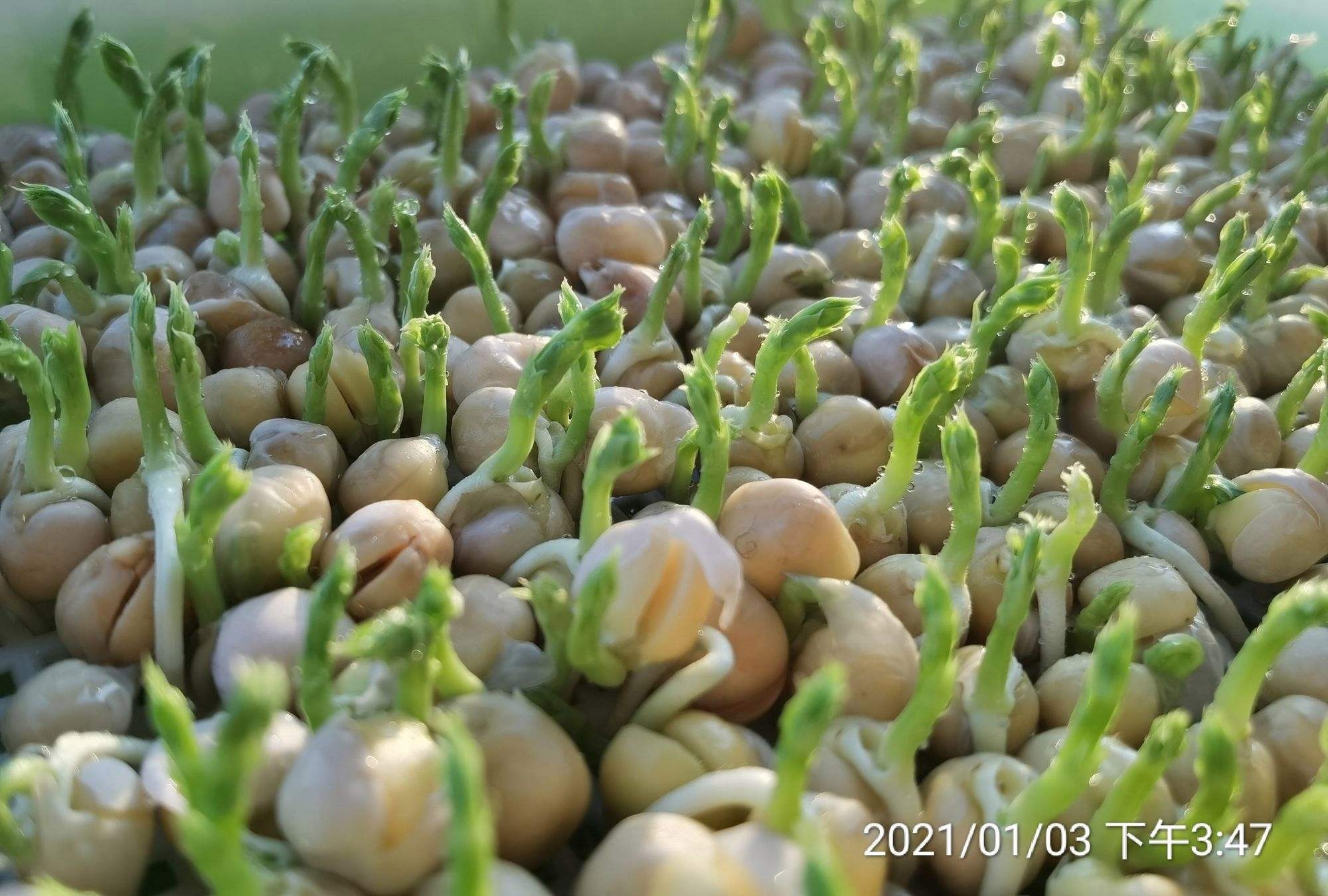 豌豆生长植物生长_3840X2160_高清视频素材下载(编号:6052643)_实拍视频_光厂(VJ师网) www.vjshi.com