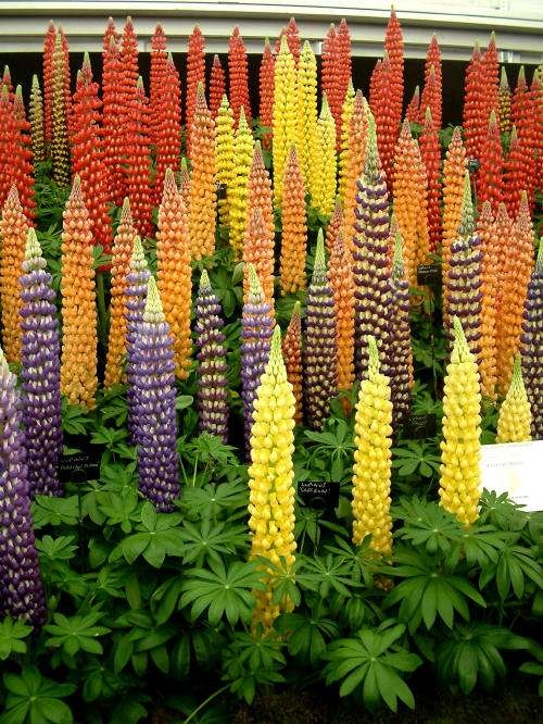 黄花羽扇豆