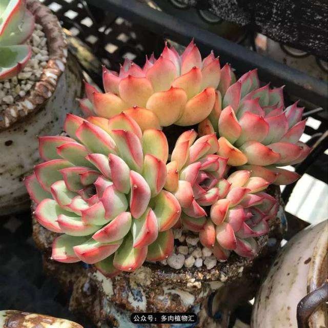 多肉西施状态图