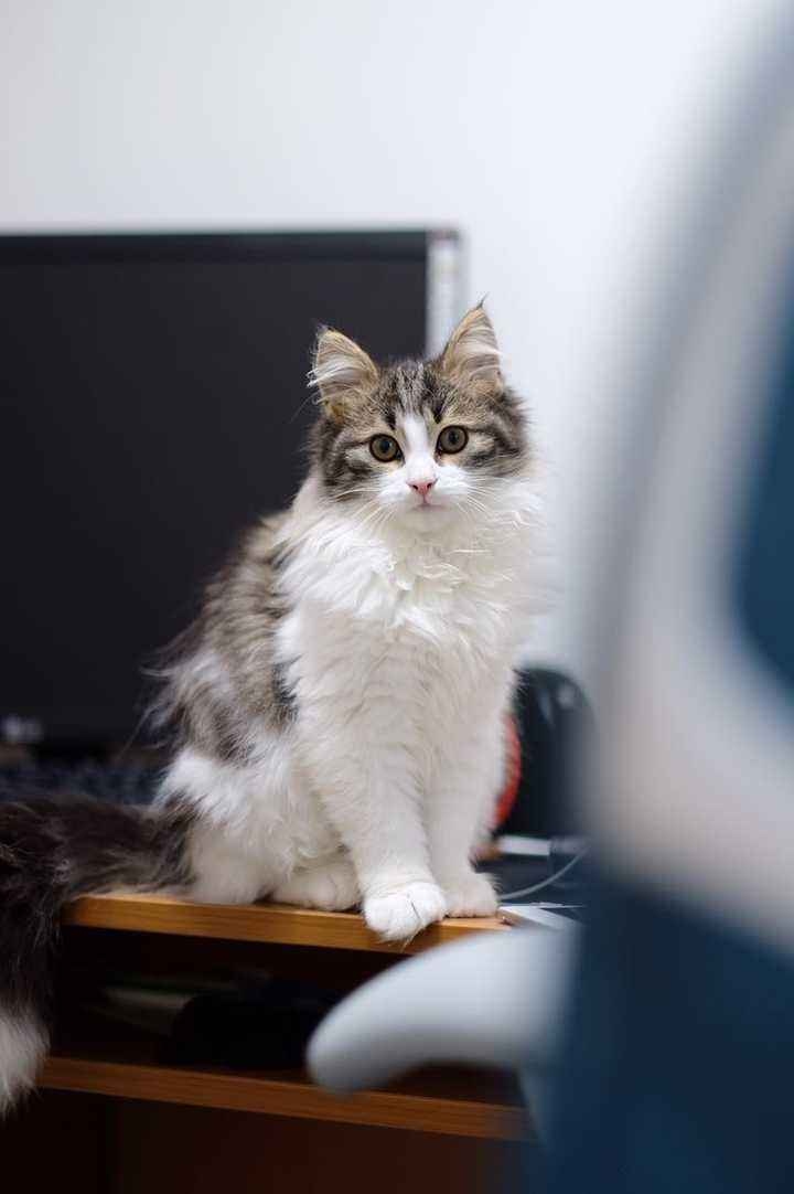 养挪威森林猫是一种怎样的体验? 黑白挪威森林猫图片