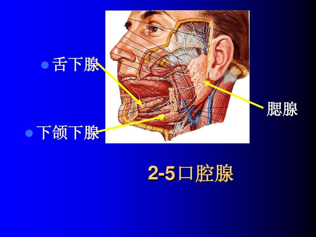 12.舌下腺摘除手术操作技巧-口腔颌面外科手术与手术技巧-医学