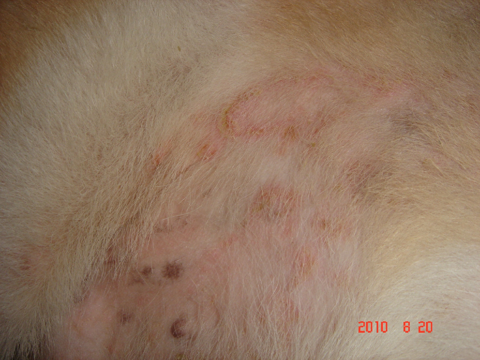 登群動物醫院: 狗狗皮膚病-過敏+疥癬蟲