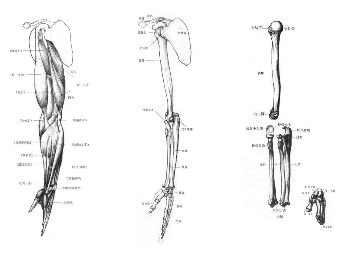 图311 前臂肌后群（深层）-人体解剖组织学-医学