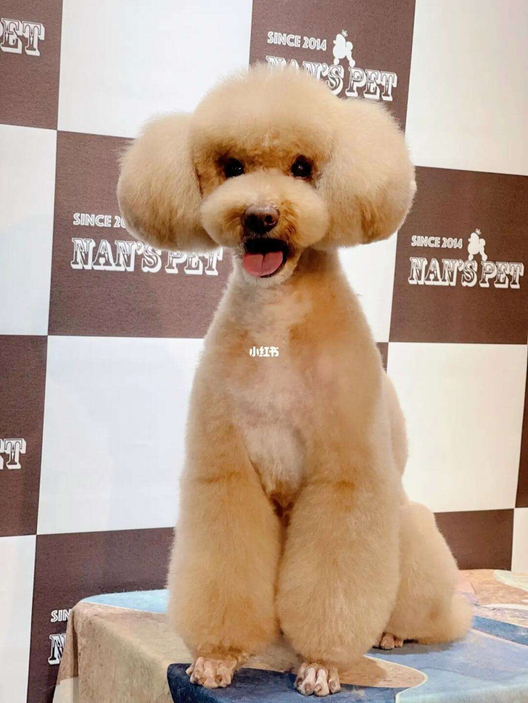 泰迪狗狗壁纸桌面发型图片