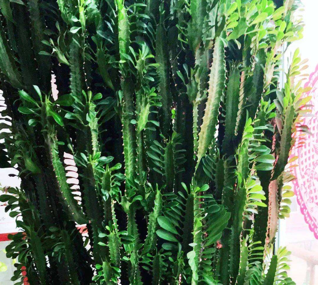 假友水龙骨-神农架植物-图片
