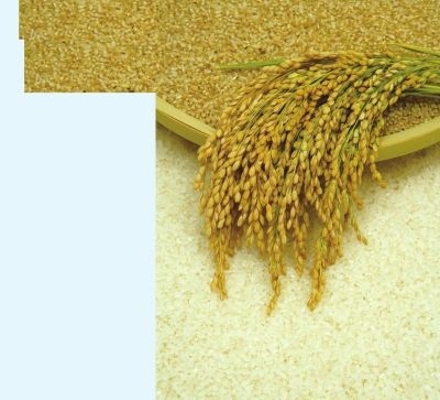 稻谷如何变成大米? 水稻变成大米的流程