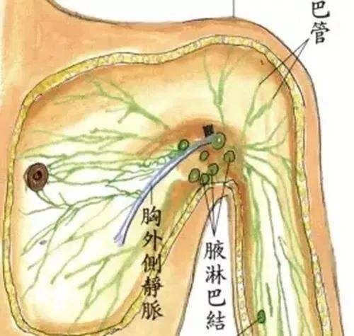 腋窝位置图