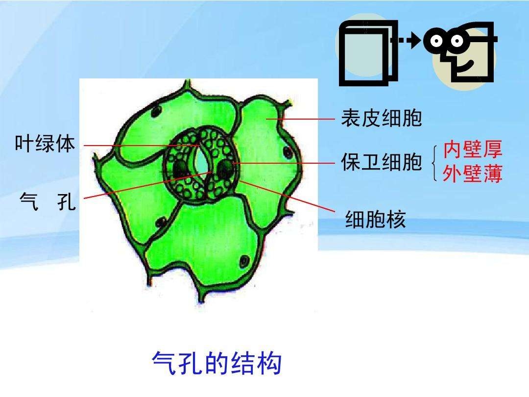 气孔类型及简图