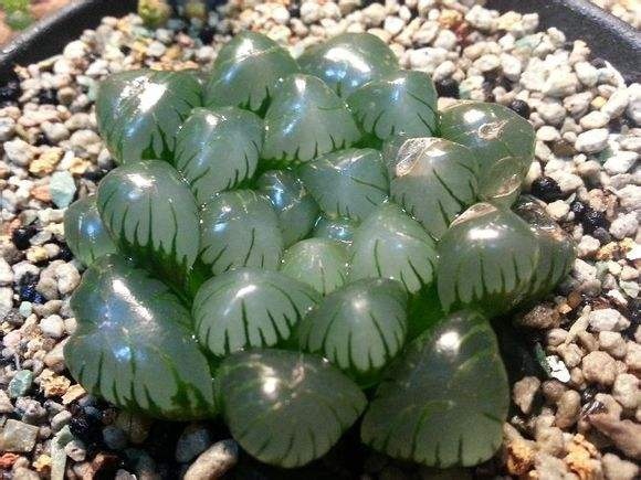 宫灯玉露和冰灯玉露