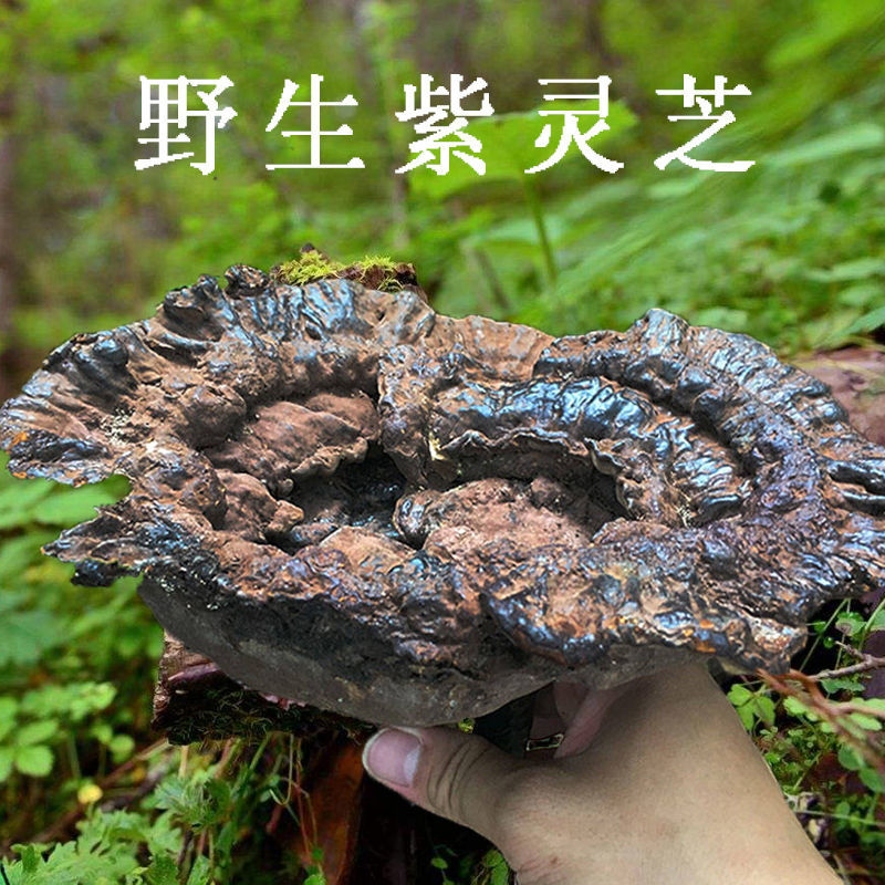 野生紫灵芝图片识别