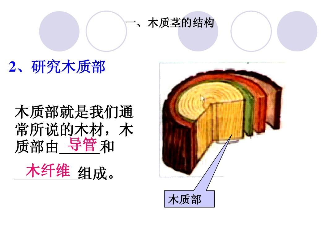 后生木质部