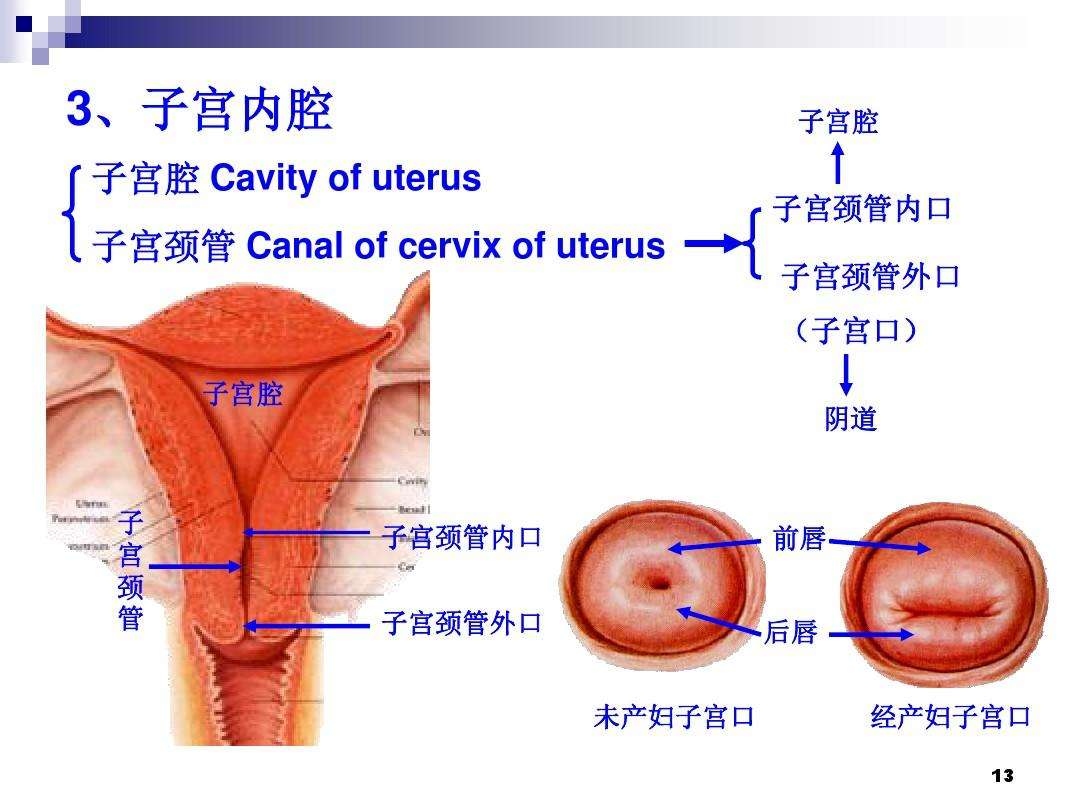 子宫颈管解剖图