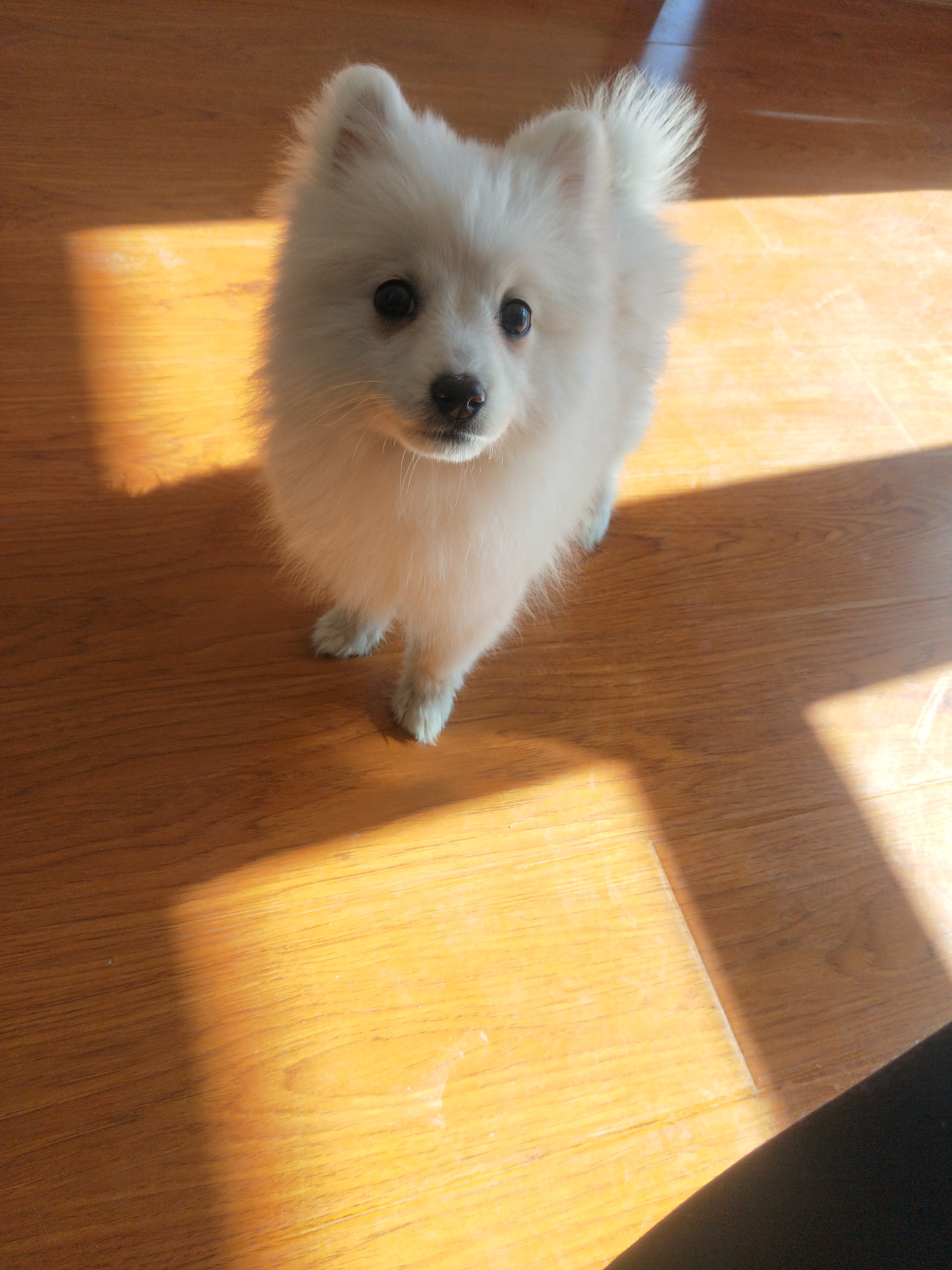 银狐犬 银狐犬体重