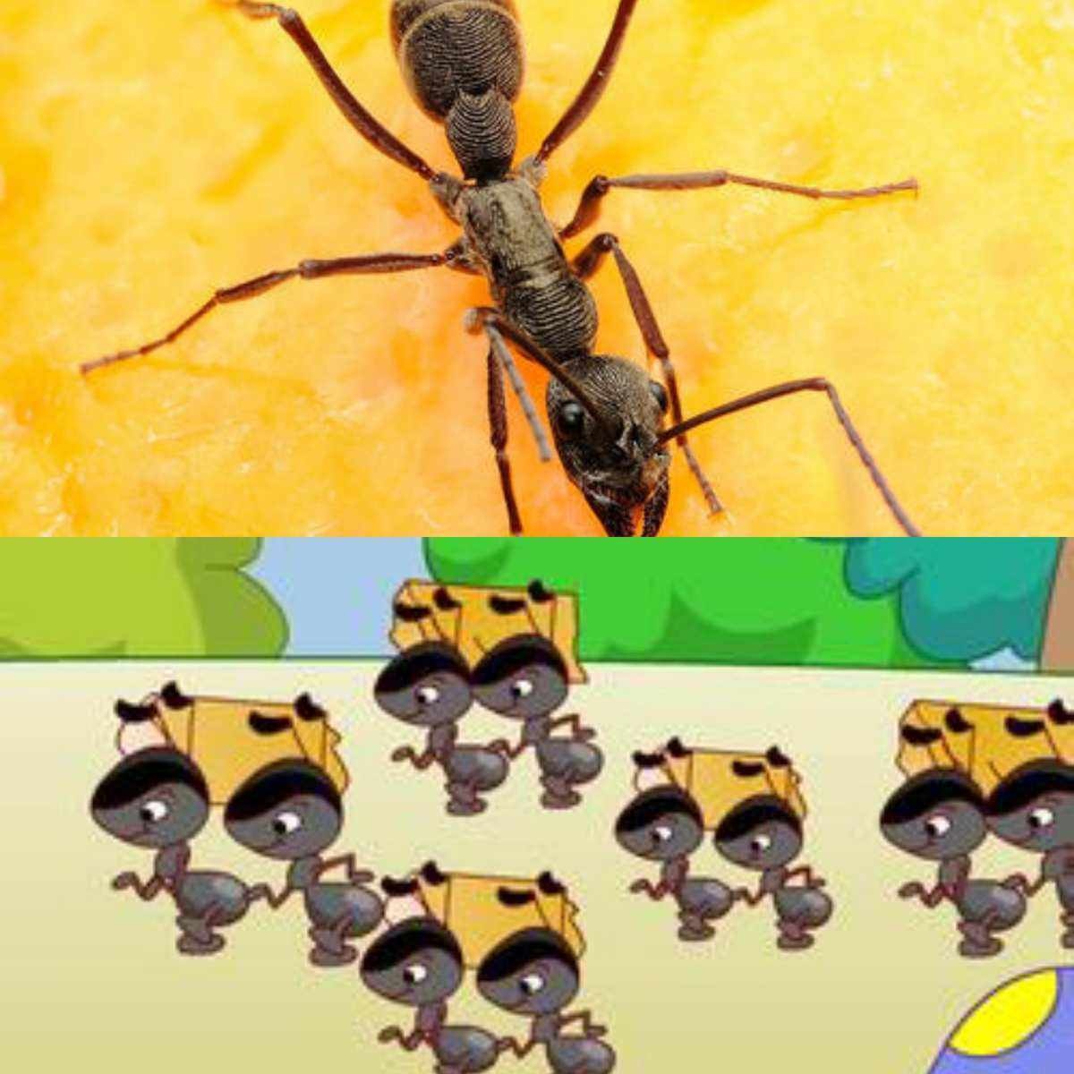 小蚂蚁的森林聚餐|插画|儿童插画|一只可颂 - 原创作品 - 站酷 (ZCOOL)