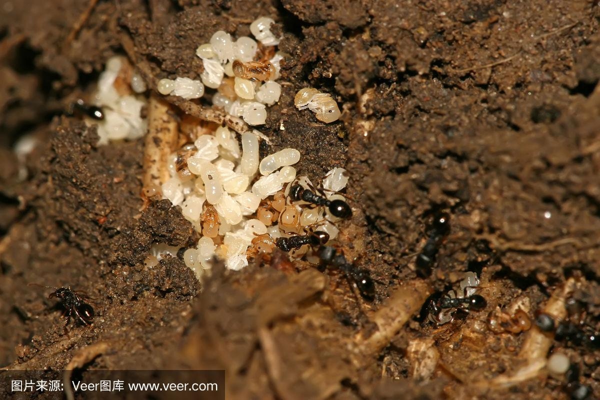 黑蚂蚁蒸鳖蛋图片素材-编号24389653-图行天下