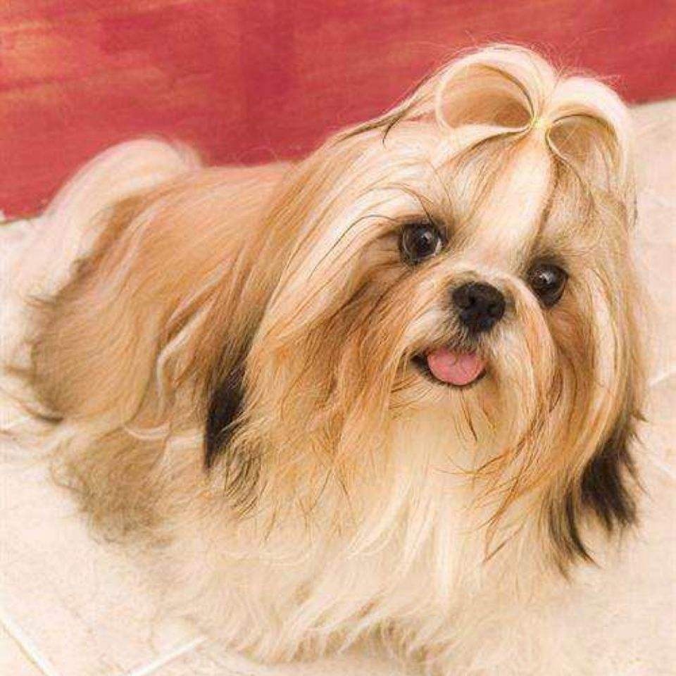 西施犬串串的性格