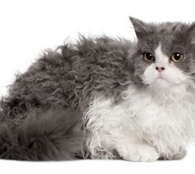 塞尔凯克卷毛猫|斯可可猫|塞尔凯克猫 灰色褴褛猫