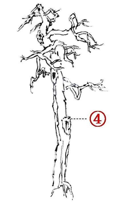 图文教程:柏树画法三例 古柏树简笔画