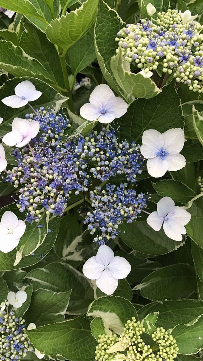 银边绣球花图片