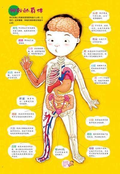 身体器官图片位置