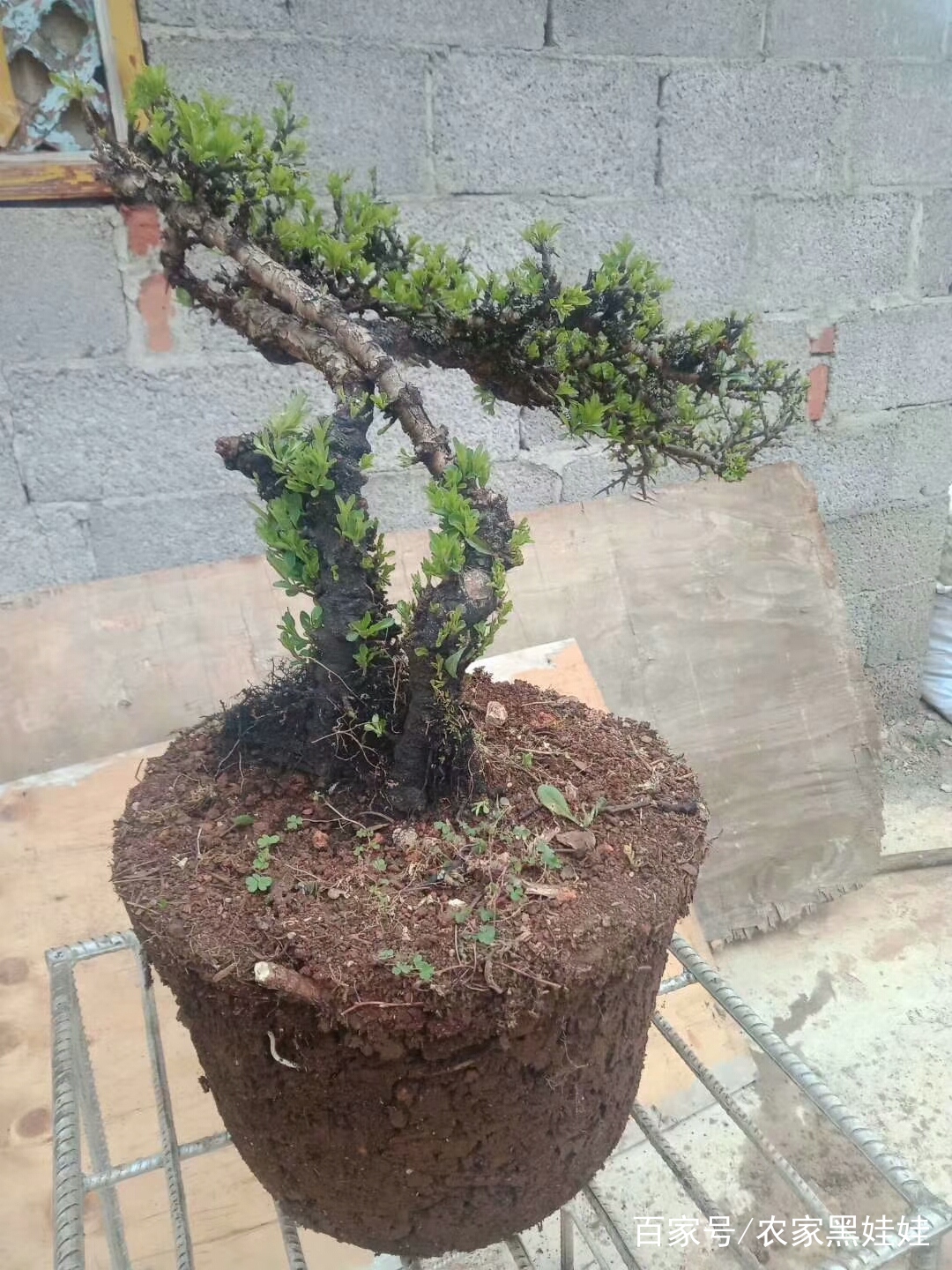 小黄杨怎样造型上盆