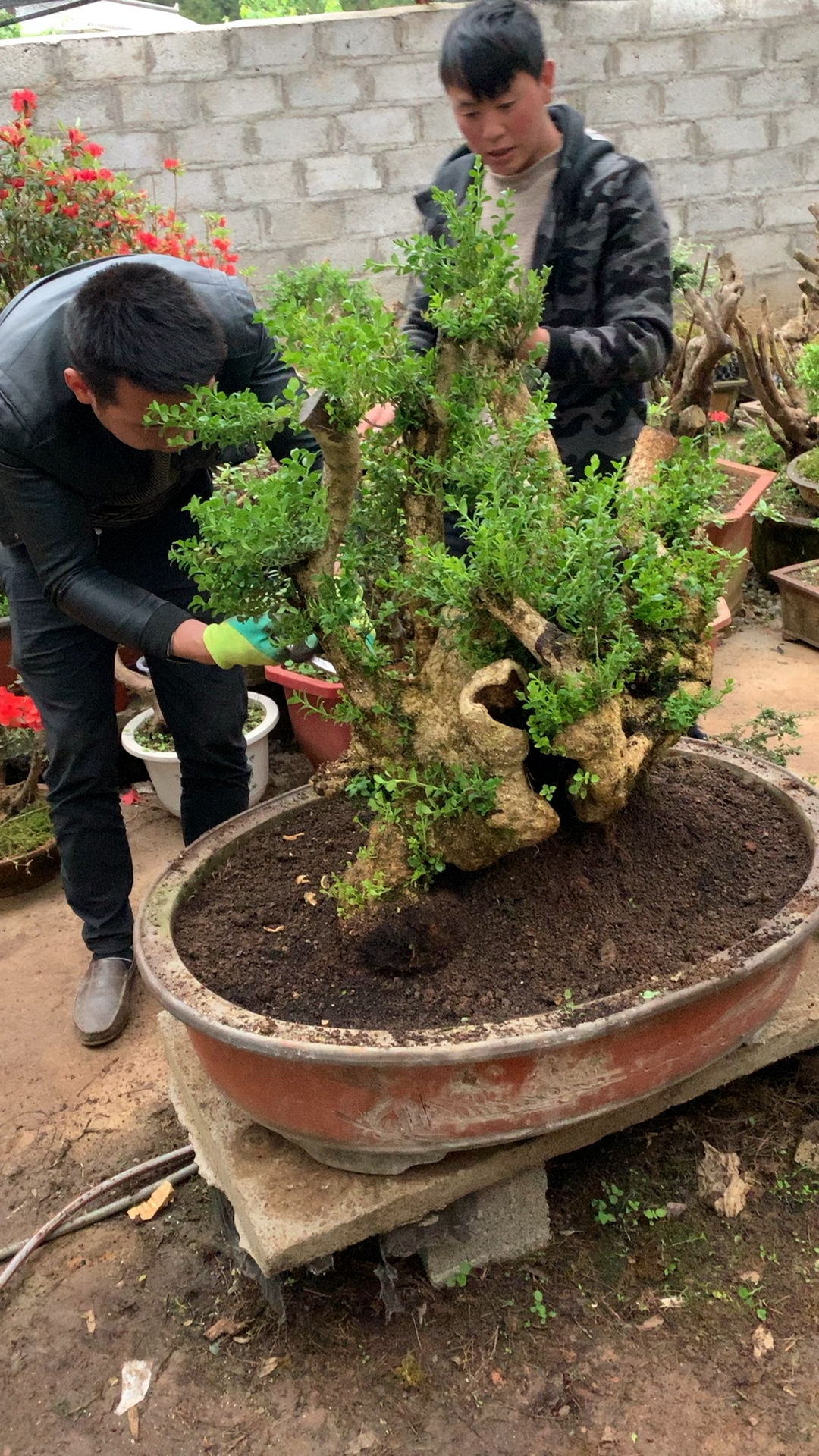 小黄杨怎样造型上盆