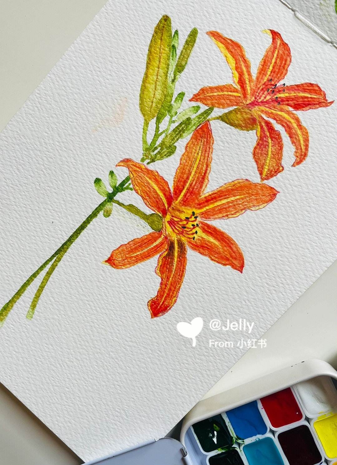 萱草水彩画