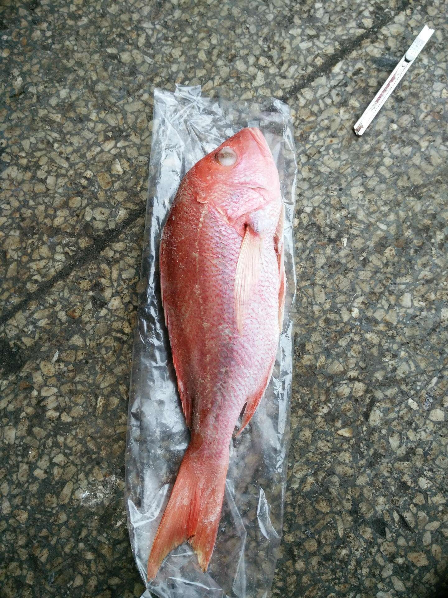 红烧红鱼的做法_【图解】红烧红鱼怎么做如何做好吃_红烧红鱼家常做法大全_千舟渔_豆果美食