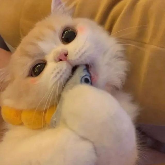 最近很火的社会猫头像