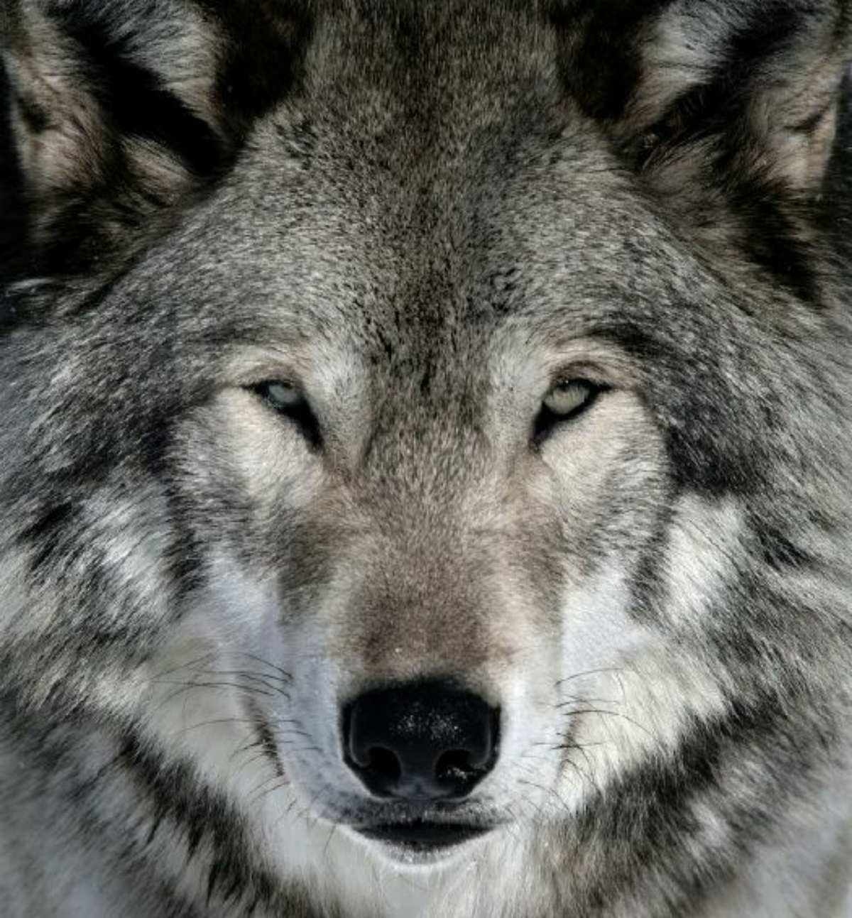 高清晰动物摄影-狼