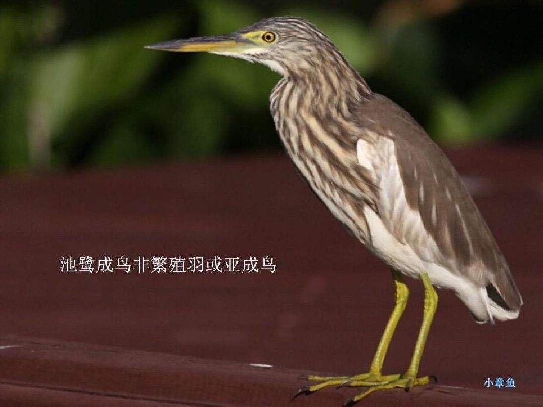 南宁一位65岁大叔专业拍鸟30年，青秀山上的几十种鸟都被他拍到过_鸟类