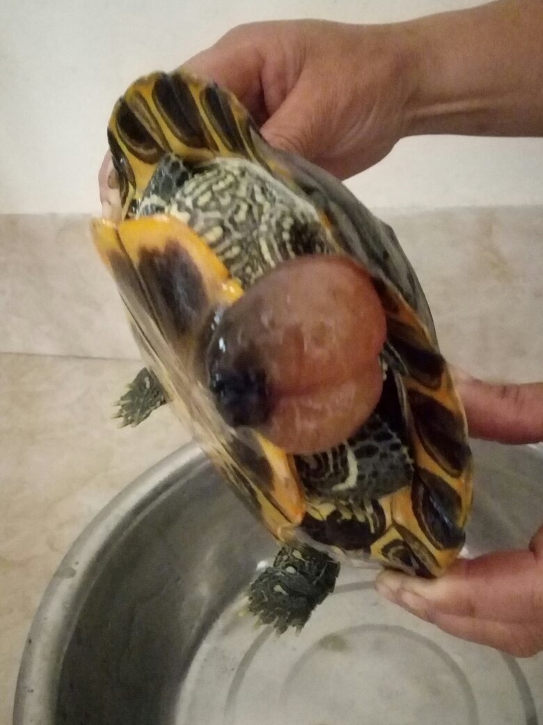 乌龟怎么啦 乌龟怀孕的图片