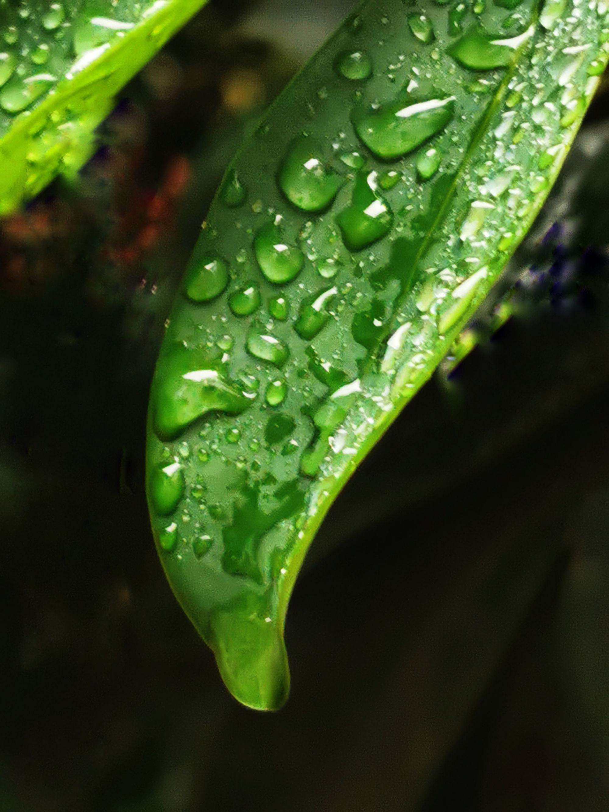 白天户外雨后在树叶上的雨露摄影图配图高清摄影大图-千库网