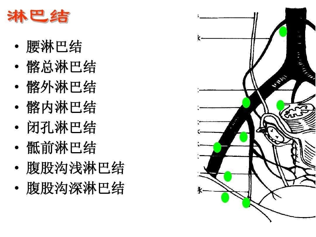 图1-97 腹股沟淋巴结和髂外淋巴结-泌尿科学-医学