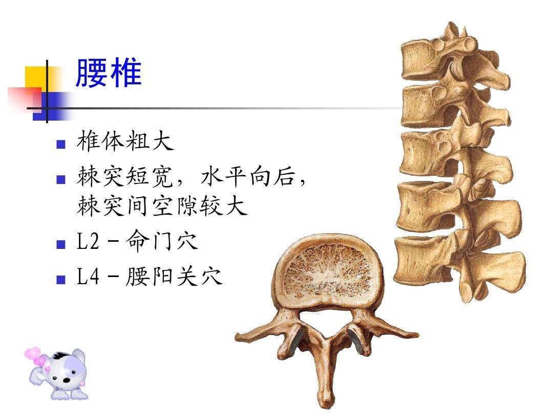 第一节 腰椎的X线解剖-腰椎疾病比较影像学-医学