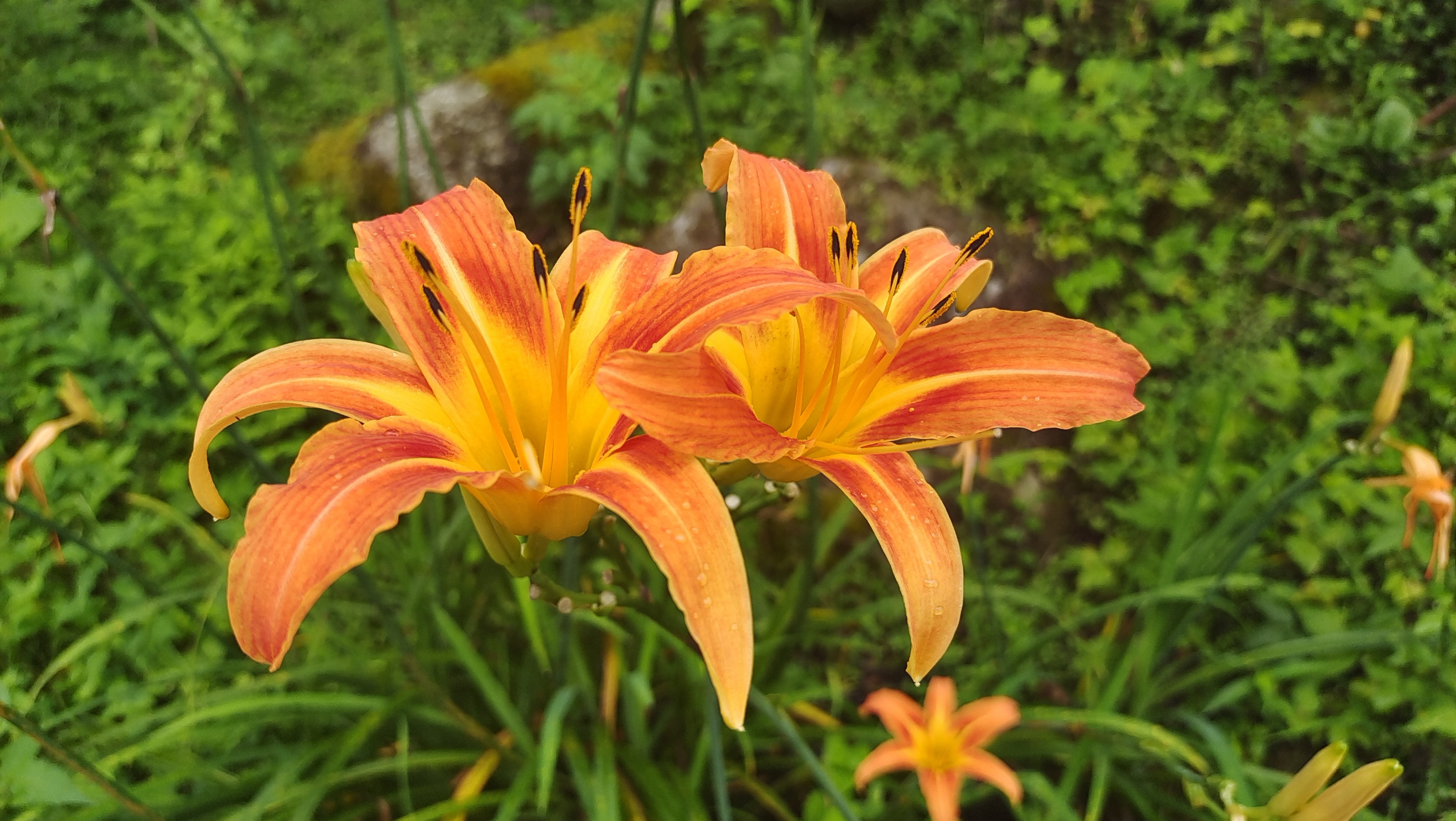 宣草花