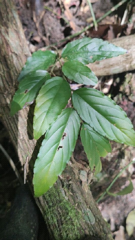血风草