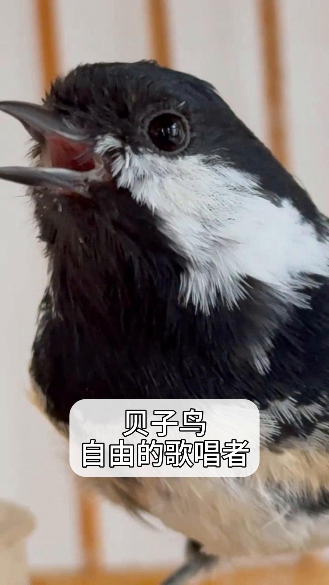 贝子鸟,自由的歌唱者 花贝子鸟