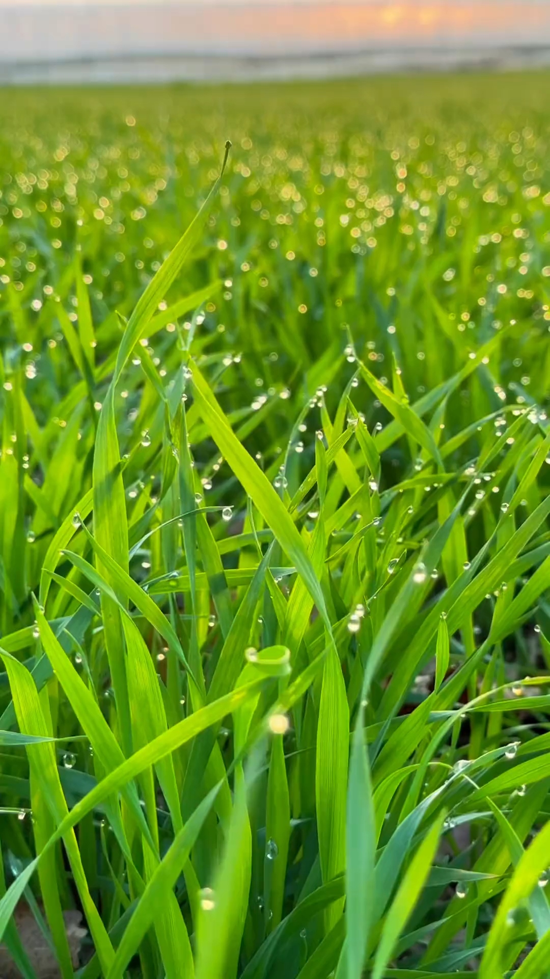 白麦苗