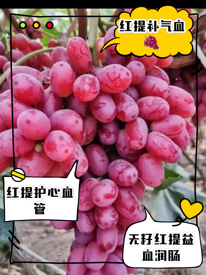无籽红提的功效与作用