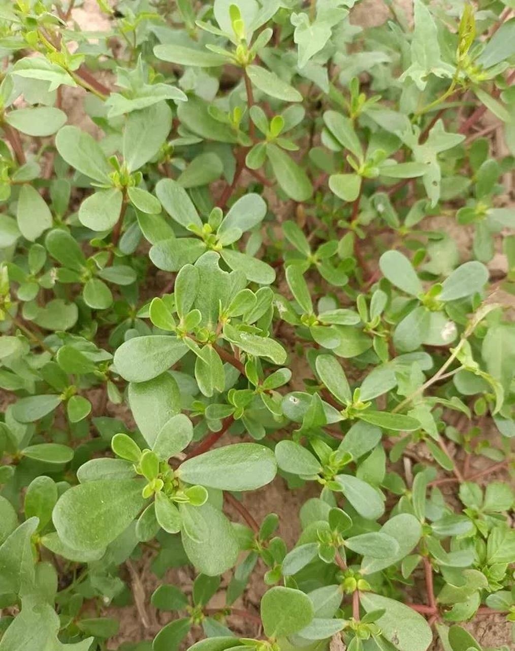 马前草