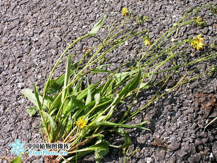 小苦荬菜