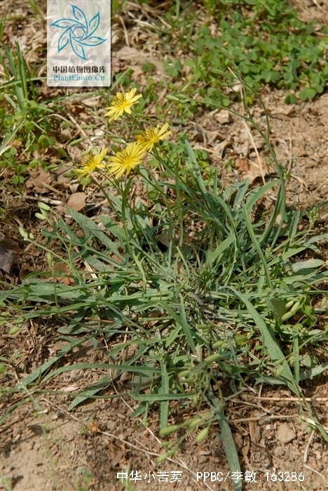 小苦荬菜